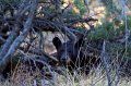 Black Bear 2011_07_17_1699